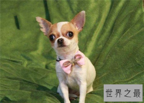 【图】世界上最小的狗仅有拳头大小 少数人青睐小狗