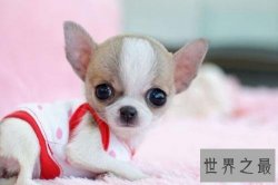 【图】世界上最小的狗仅有拳头大小 多数人喜欢小狗