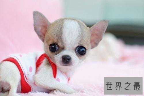 【图】世界上最小的狗仅有拳头大小 少数人青睐小狗