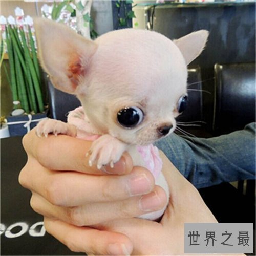 【图】世界上最小的狗仅有拳头大小 少数人青睐小狗