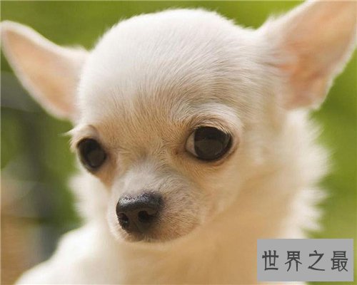 【图】世界上最小的狗仅有拳头大小 少数人青睐小狗