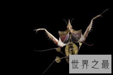 【图】魔花螳螂被人们称之为螳螂之王 它和其余螳螂有