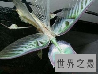 【图】魔花螳螂被人们称之为螳螂之王 它和其余螳螂有