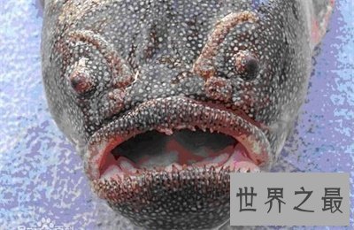【图】深海鱼类为啥长这么丑 甚至还来自远古期间
