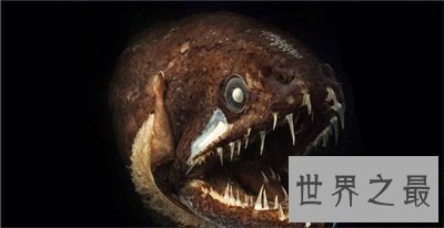 【图】深海鱼类为啥长这么丑 甚至还来自远古期间