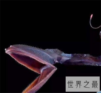 【图】深海鱼类为啥长这么丑 甚至还来自远古期间