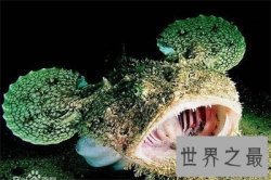 【图】深海鱼类为啥长这么丑 甚至还来自远古时期