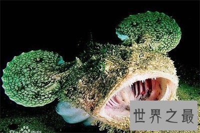 【图】深海鱼类为啥长这么丑 甚至还来自远古期间