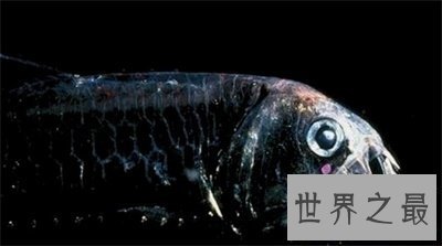 【图】深海鱼类为啥长这么丑 甚至还来自远古期间