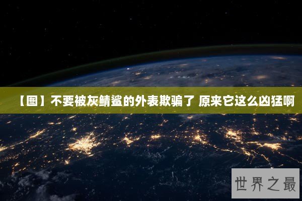 【图】不要被灰鲭鲨的外表欺骗了 原来它这么凶猛啊