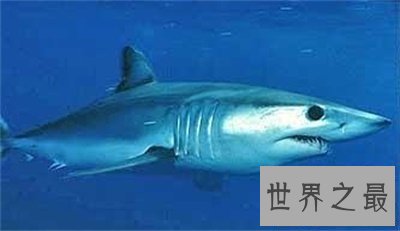 【图】不要被灰鲭鲨的表面诈骗了 原来它这么厉害啊