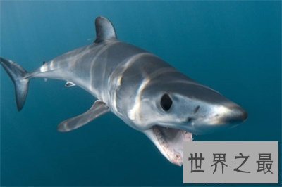 【图】不要被灰鲭鲨的表面诈骗了 原来它这么厉害啊