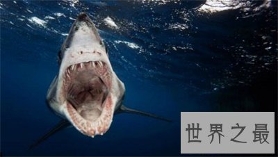 【图】不要被灰鲭鲨的表面诈骗了 原来它这么厉害啊