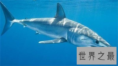 【图】不要被灰鲭鲨的表面诈骗了 原来它这么厉害啊