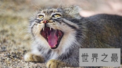 【图】兔狲一点都不像兔子甚至像这个动物 被圈粉了