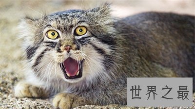 【图】兔狲一点都不像兔子甚至像这个动物 被圈粉了