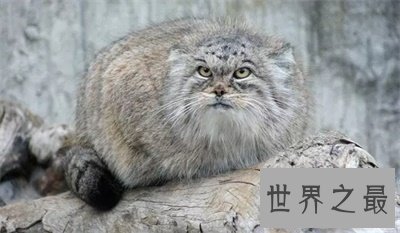 【图】兔狲一点都不像兔子甚至像这个动物 被圈粉了