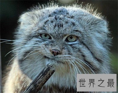 【图】兔狲一点都不像兔子甚至像这个动物 被圈粉了