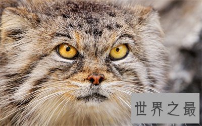 【图】兔狲一点都不像兔子甚至像这个动物 被圈粉了