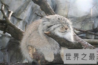 【图】兔狲一点都不像兔子甚至像这个动物 被圈粉了