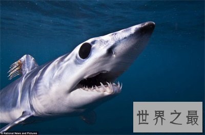 【图】不要被灰鲭鲨的表面诈骗了 原来它这么厉害啊