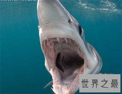 【图】不要被灰鲭鲨的表面诈骗了 原来它这么厉害啊