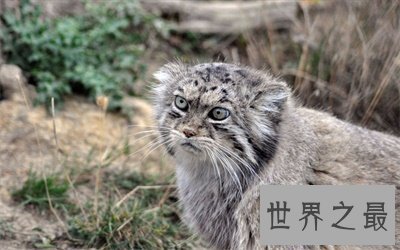 【图】兔狲一点都不像兔子甚至像这个动物 被圈粉了