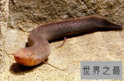 【图】非洲最强悍的鱼类——非洲肺鱼，四年内不进食