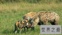 【图】非洲草原上的生死对头，非洲野狗VS鬣狗战况空前