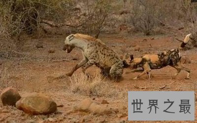 【图】非洲草原上的生死对头，非洲野狗VS鬣狗战况绝后