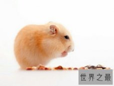 【图】仓鼠的寿命很长 但他具体的寿命是都少呢