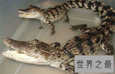 【图】竟然还有宠物鳄鱼这种货色 养鳄鱼再也不是梦了
