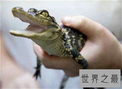【图】竟然还有宠物鳄鱼这种货色 养鳄鱼再也不是梦了