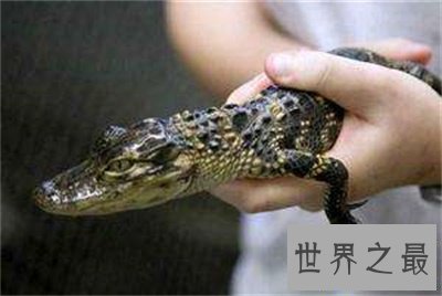 【图】竟然还有宠物鳄鱼这种货色 养鳄鱼再也不是梦了