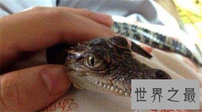 【图】竟然还有宠物鳄鱼这种货色 养鳄鱼再也不是梦了
