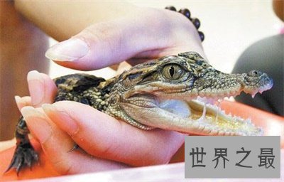 【图】竟然还有宠物鳄鱼这种货色 养鳄鱼再也不是梦了