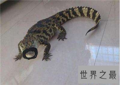 【图】竟然还有宠物鳄鱼这种货色 养鳄鱼再也不是梦了