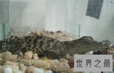 【图】竟然还有宠物鳄鱼这种货色 养鳄鱼再也不是梦了