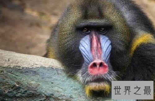 【图】聊斋志异里的山魈，事实里存在吗，有吃人的习