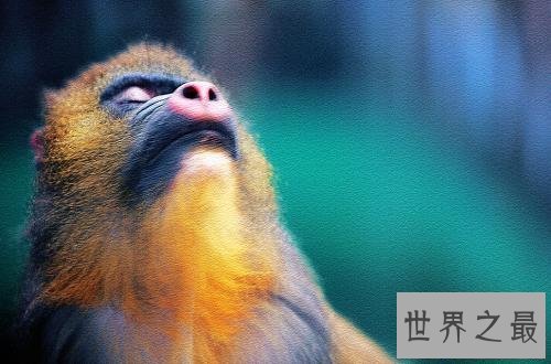 【图】聊斋志异里的山魈，事实里存在吗，有吃人的习