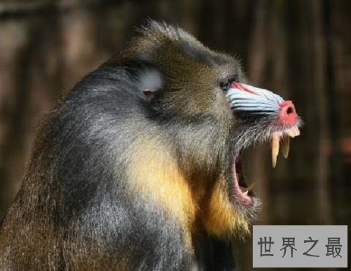 【图】聊斋志异里的山魈，事实里存在吗，有吃人的习