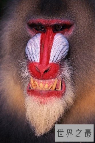 【图】聊斋志异里的山魈，事实里存在吗，有吃人的习