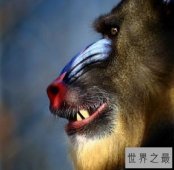 【图】聊斋志异里的山魈，现实里存在吗，有吃人的习