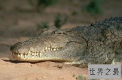 【图】尼罗鳄，据说是非洲最大的鳄鱼，凶残无比，沼