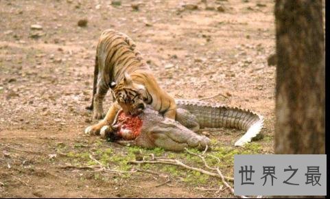 【图】尼罗鳄，听说是非洲最大的鳄鱼，凶残无比，沼