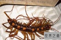 【图】火山蚰蜒的产地在哪里，会不会在我们周围，会