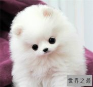 【图】最可爱的狗有哪些 适合家养的可爱狗狗介绍