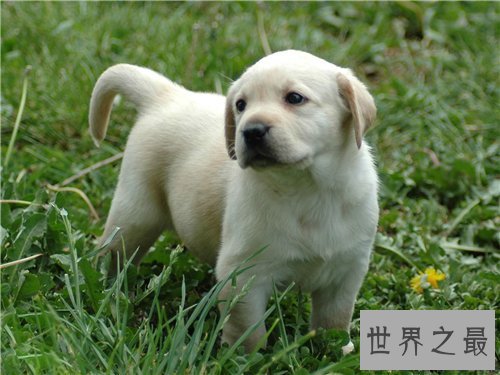 【图】最可恶的狗有哪些 适宜野生的可恶狗狗引见