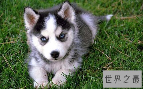 【图】最可恶的狗有哪些 适宜野生的可恶狗狗引见