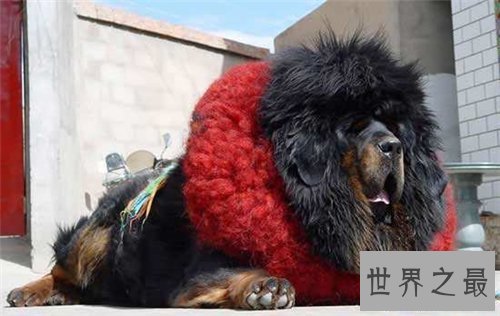 【图】獒王是什么 世界上最大的獒王引见